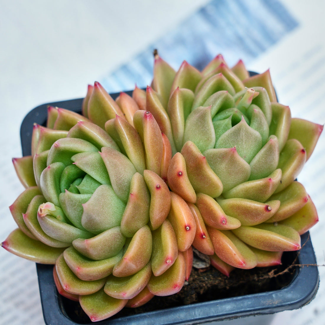4'' Echeveria White Rose, Rare Live Succulent Plants
