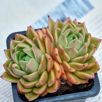 4'' Echeveria White Rose, Rare Live Succulent Plants