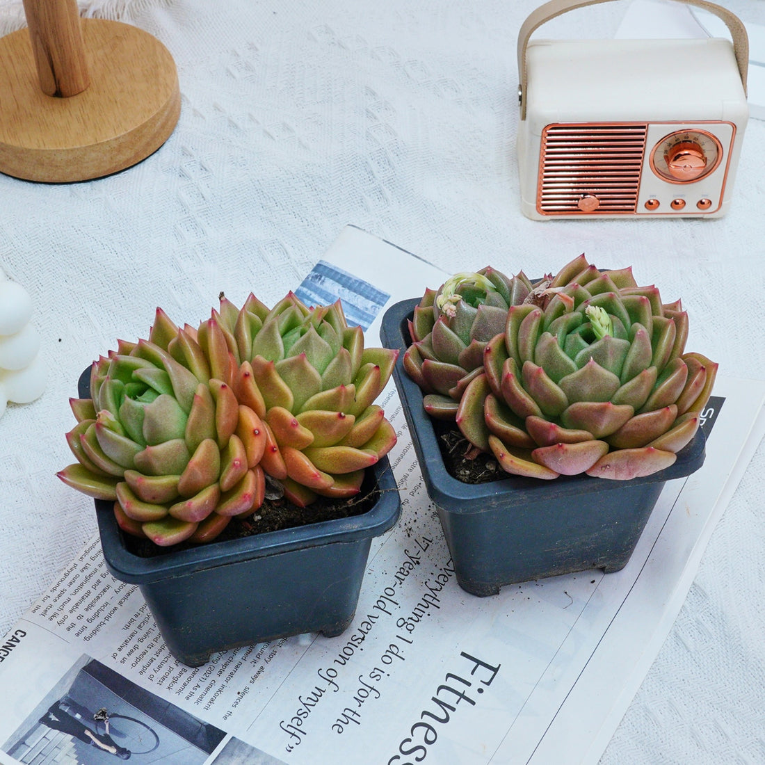 4'' Echeveria White Rose, Rare Live Succulent Plants
