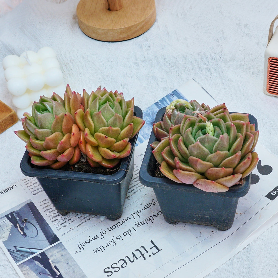 4'' Echeveria White Rose, Rare Live Succulent Plants