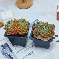 4'' Echeveria White Rose, Rare Live Succulent Plants