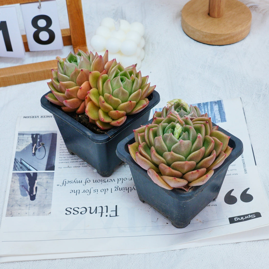 4'' Echeveria White Rose, Rare Live Succulent Plants