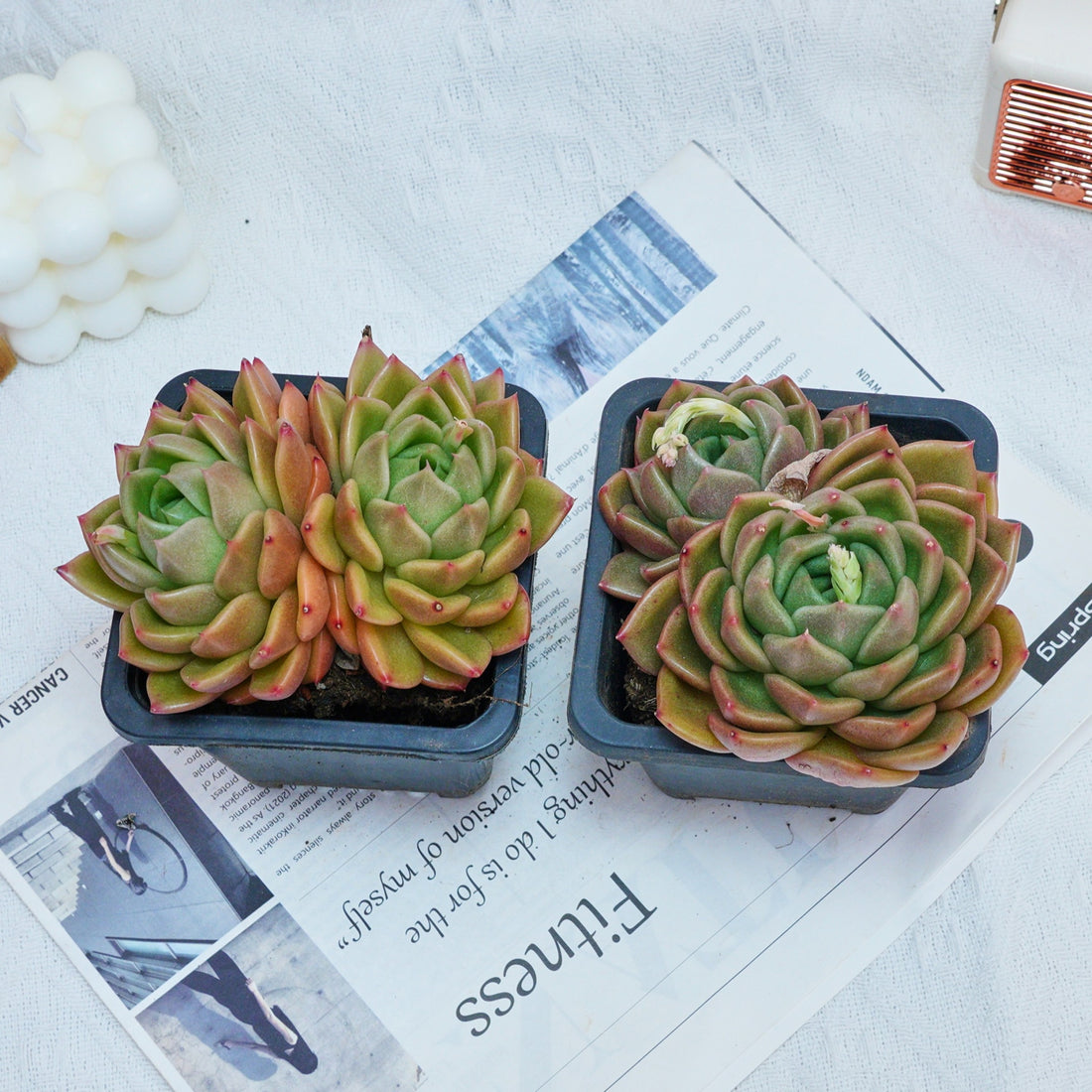 4'' Echeveria White Rose, Rare Live Succulent Plants