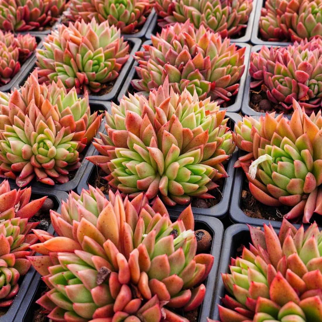 5'' Echeveria Agavoides Red Wax, Rare Live Succulent Plants