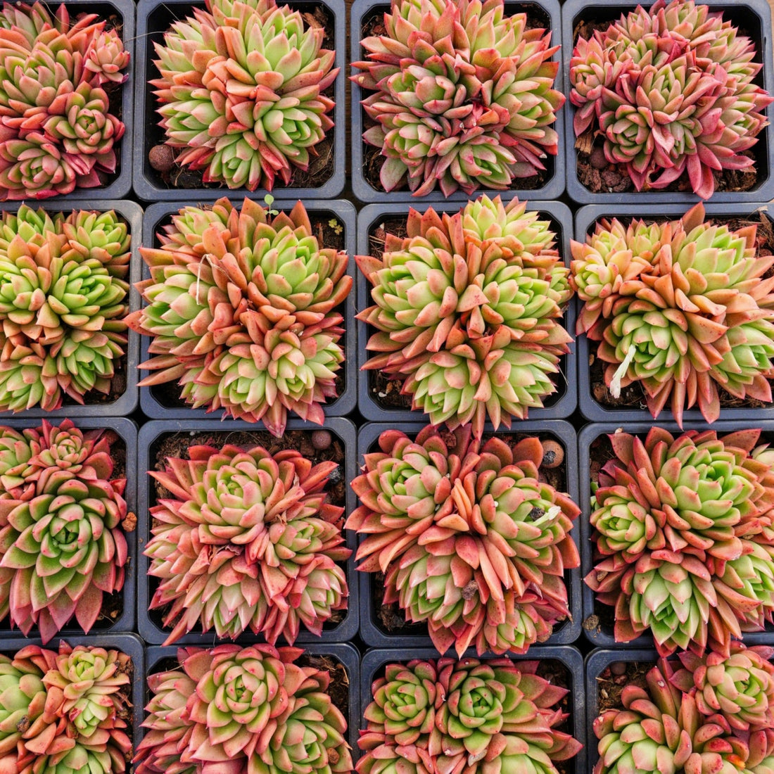 5'' Echeveria Agavoides Red Wax, Rare Live Succulent Plants
