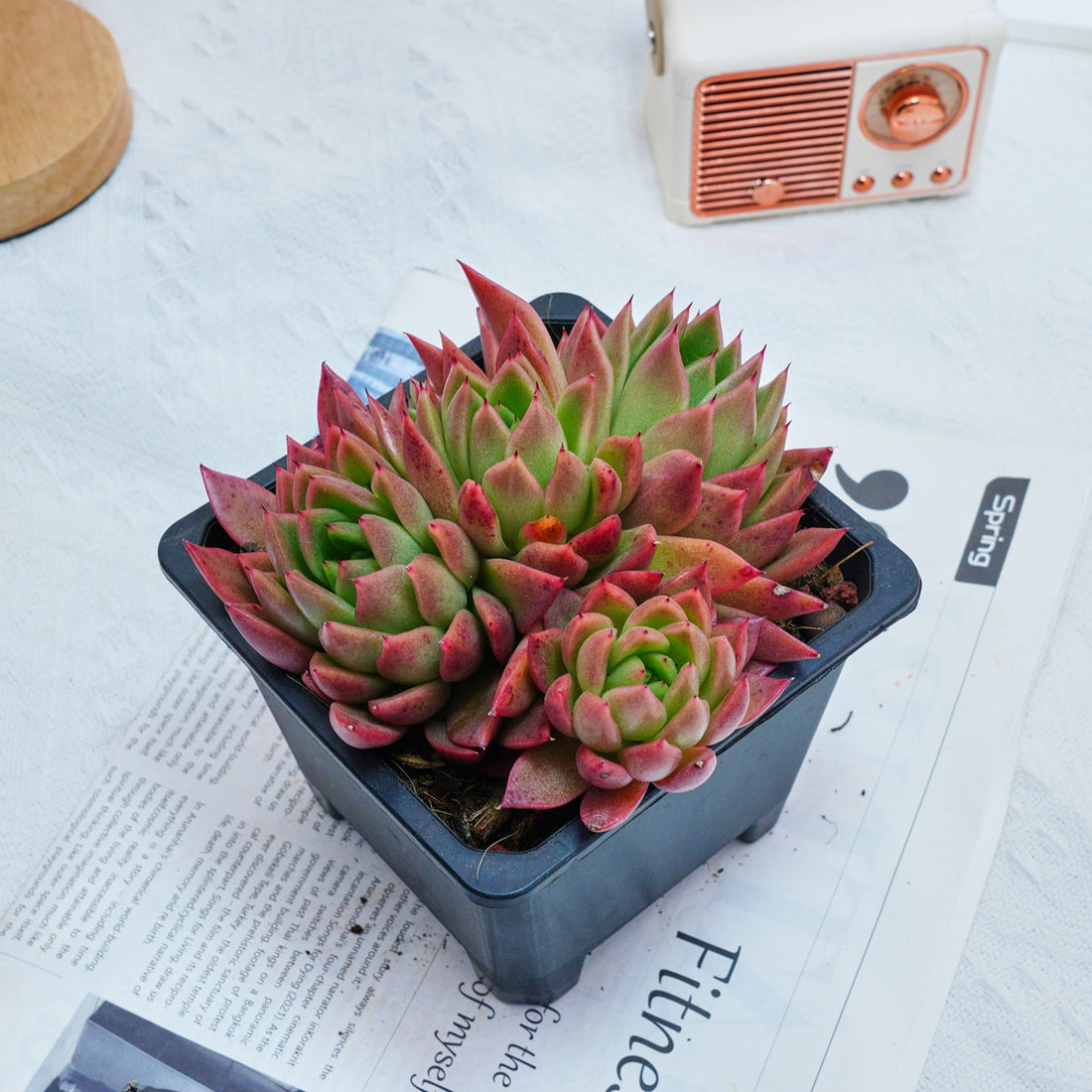 5'' Echeveria Agavoides Red Wax, Rare Live Succulent Plants