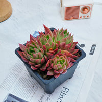 5'' Echeveria Agavoides Red Wax, Rare Live Succulent Plants