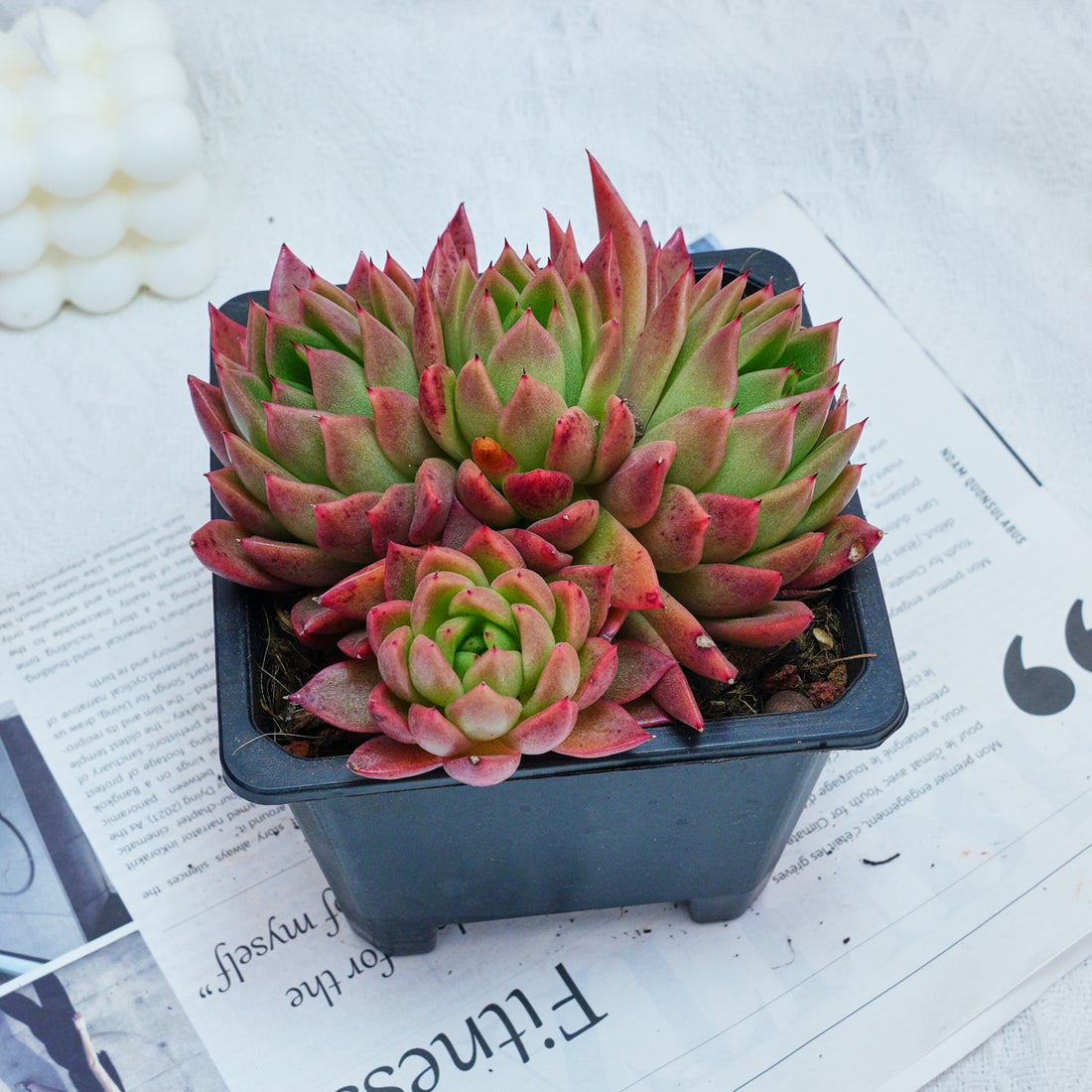 5'' Echeveria Agavoides Red Wax, Rare Live Succulent Plants