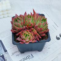 5'' Echeveria Agavoides Red Wax, Rare Live Succulent Plants