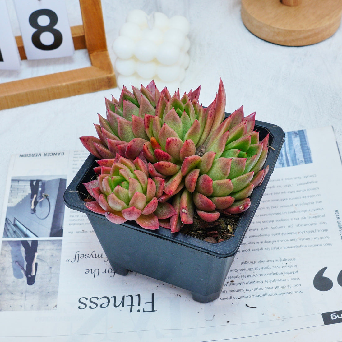 5'' Echeveria Agavoides Red Wax, Rare Live Succulent Plants