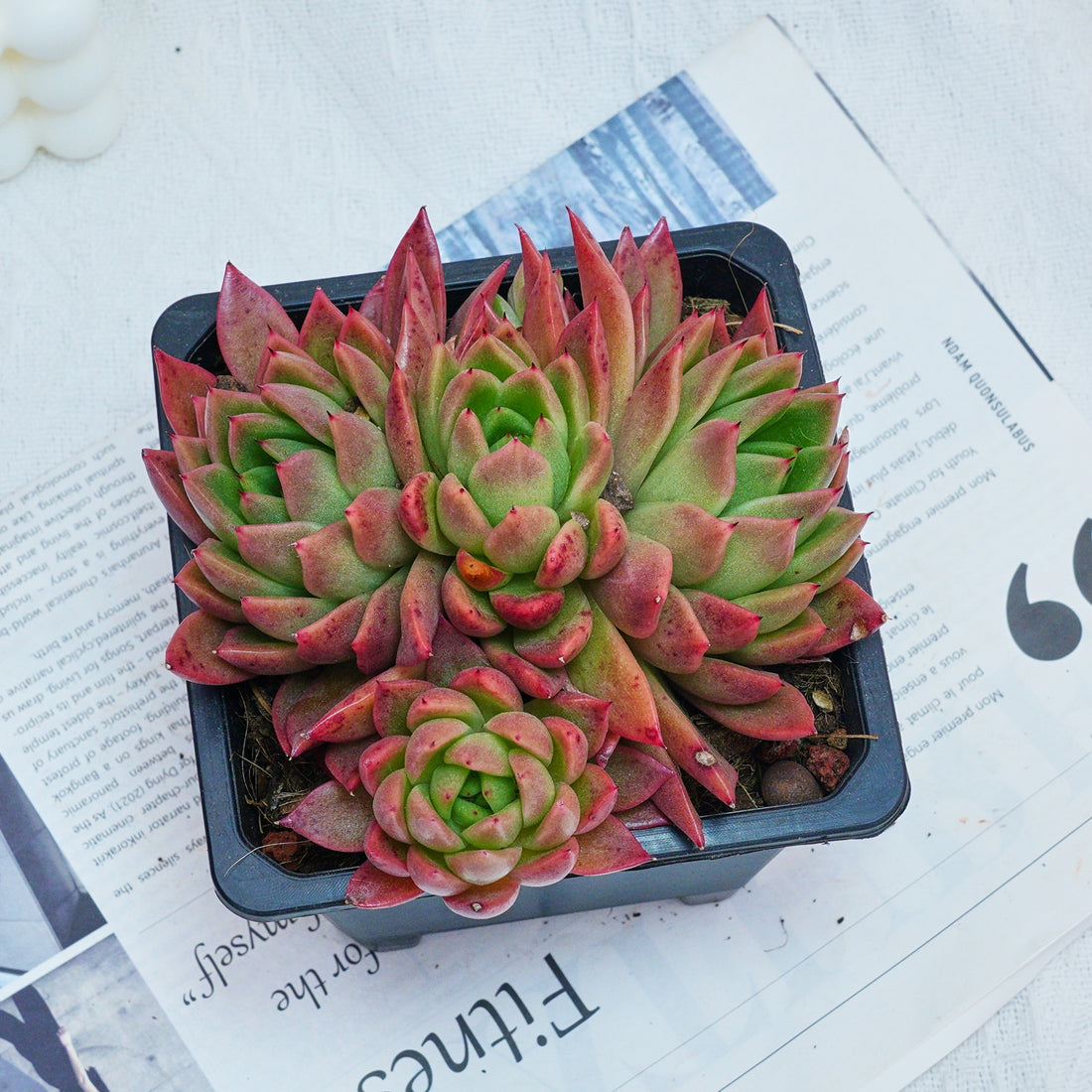 5'' Echeveria Agavoides Red Wax, Rare Live Succulent Plants