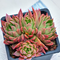 5'' Echeveria Agavoides Red Wax, Rare Live Succulent Plants