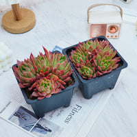 5'' Echeveria Agavoides Red Wax, Rare Live Succulent Plants