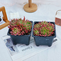 5'' Echeveria Agavoides Red Wax, Rare Live Succulent Plants