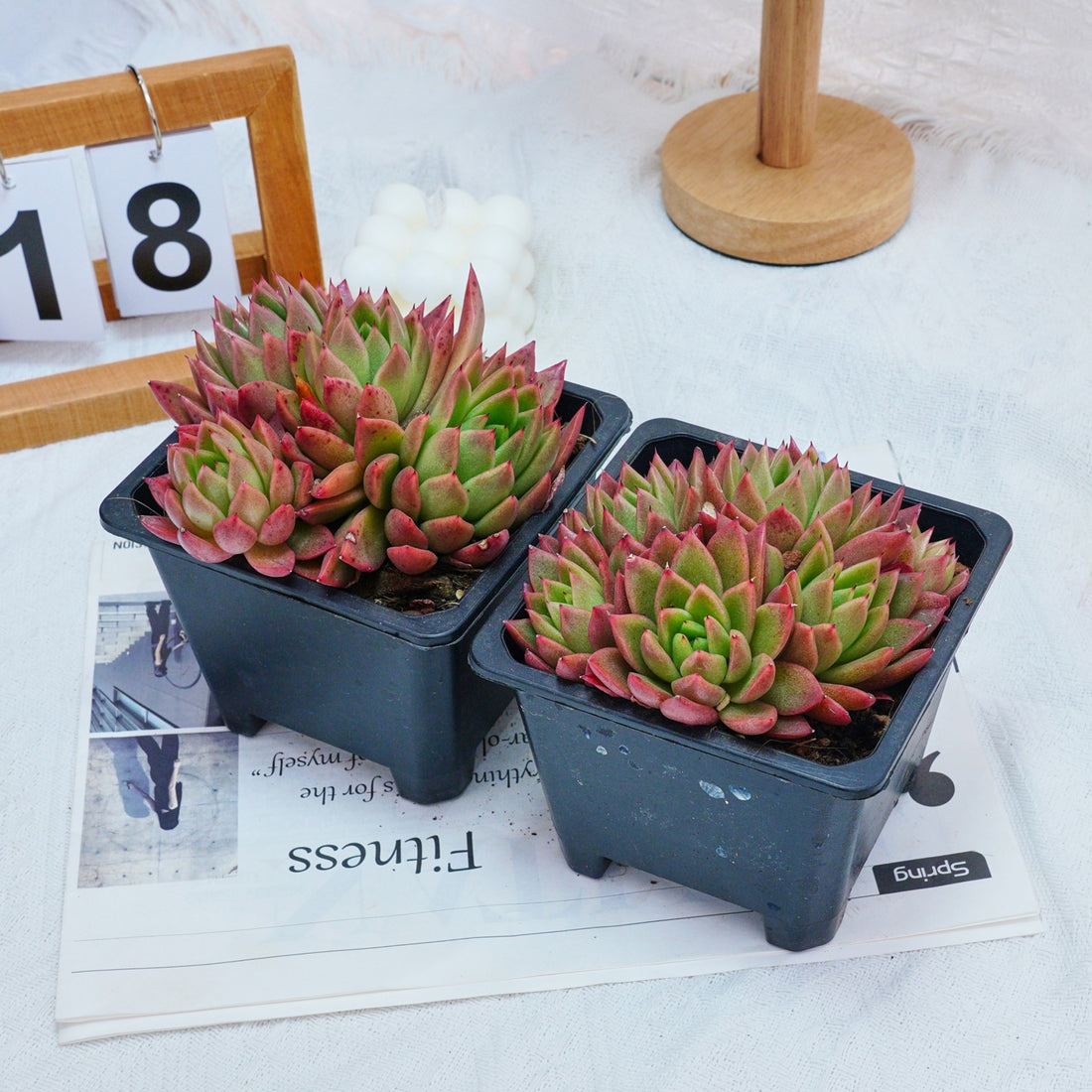 5'' Echeveria Agavoides Red Wax, Rare Live Succulent Plants
