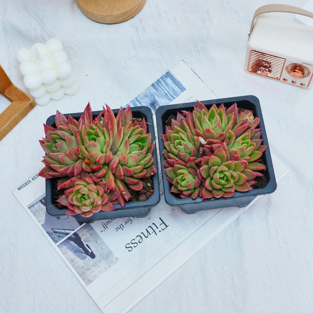 5'' Echeveria Agavoides Red Wax, Rare Live Succulent Plants