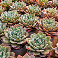 5'' Echeveria German Champagne, Rare Live Succulent Plants