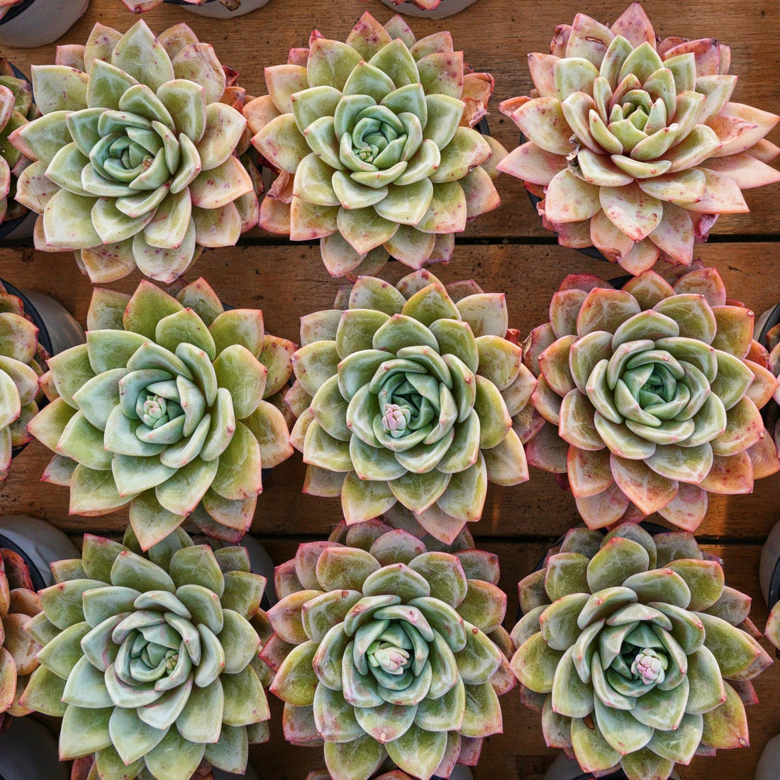 5'' Echeveria German Champagne, Rare Live Succulent Plants