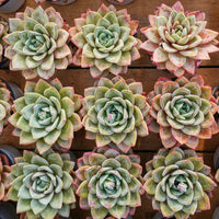 5'' Echeveria German Champagne, Rare Live Succulent Plants