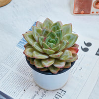 5'' Echeveria German Champagne, Rare Live Succulent Plants