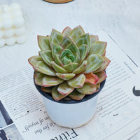 5'' Echeveria German Champagne, Rare Live Succulent Plants