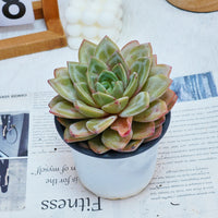 5'' Echeveria German Champagne, Rare Live Succulent Plants