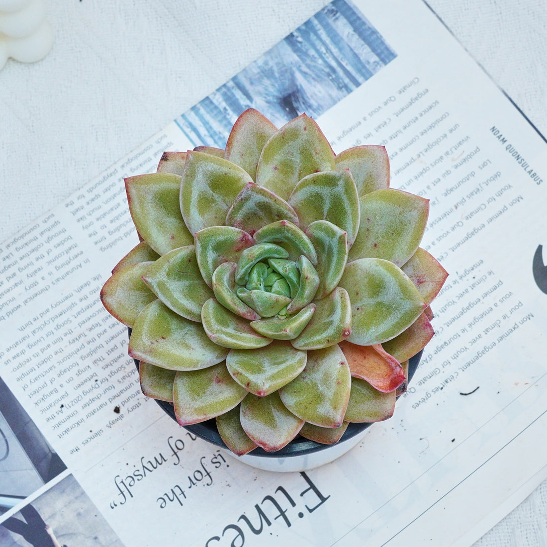 5'' Echeveria German Champagne, Rare Live Succulent Plants