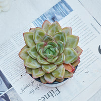 5'' Echeveria German Champagne, Rare Live Succulent Plants
