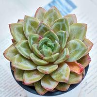 5'' Echeveria German Champagne, Rare Live Succulent Plants