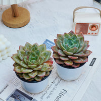 5'' Echeveria German Champagne, Rare Live Succulent Plants