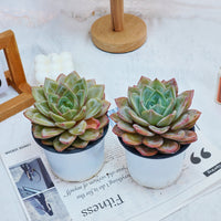 5'' Echeveria German Champagne, Rare Live Succulent Plants