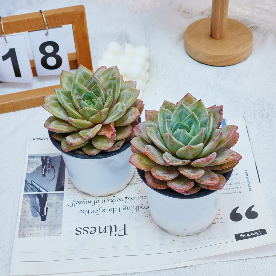 5'' Echeveria German Champagne, Rare Live Succulent Plants