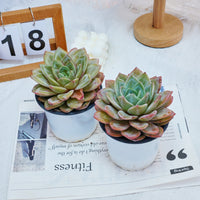5'' Echeveria German Champagne, Rare Live Succulent Plants