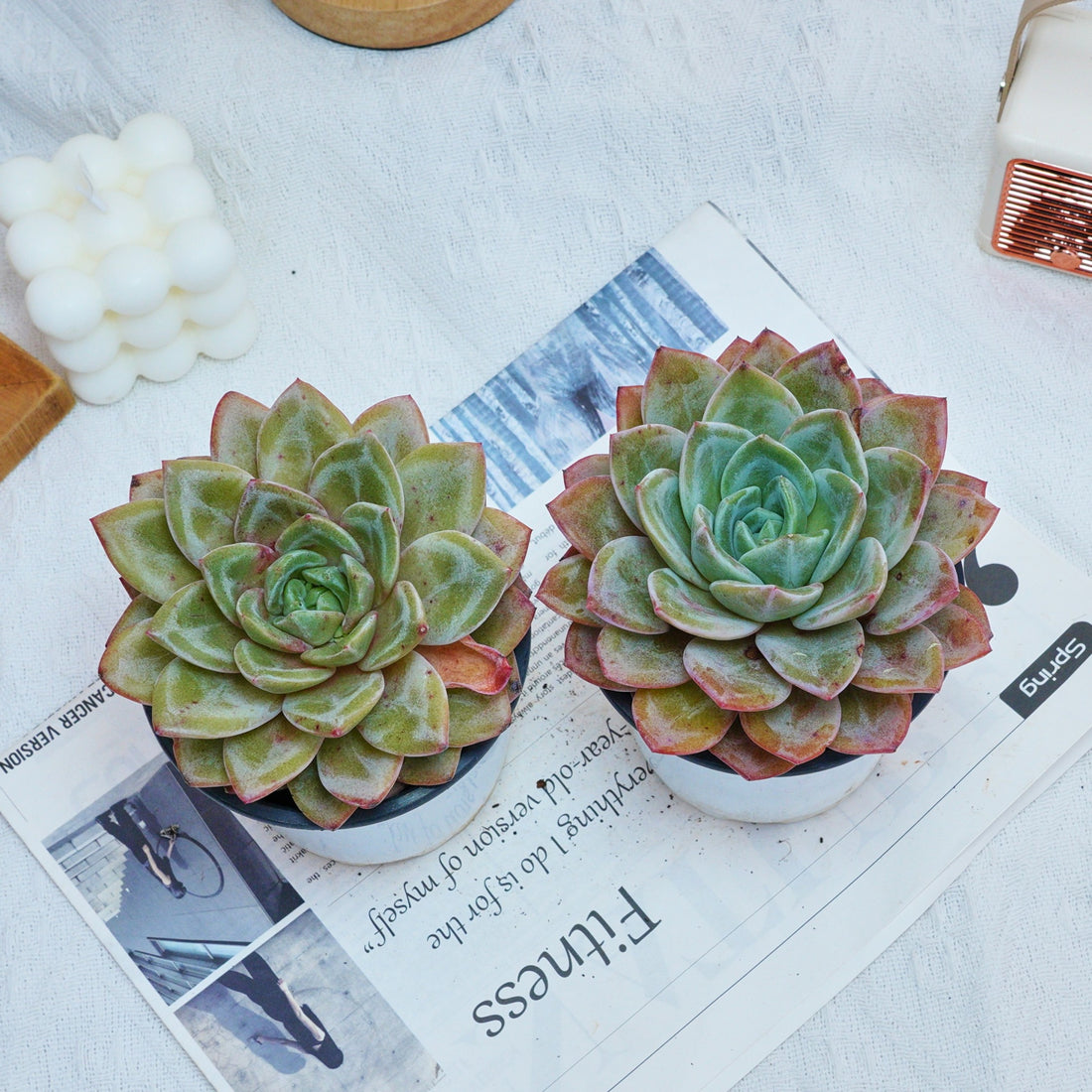 5'' Echeveria German Champagne, Rare Live Succulent Plants