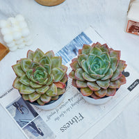 5'' Echeveria German Champagne, Rare Live Succulent Plants