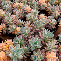 6'' Graptoveria Victor Kane Variegated, Rare Live Succulent Plants