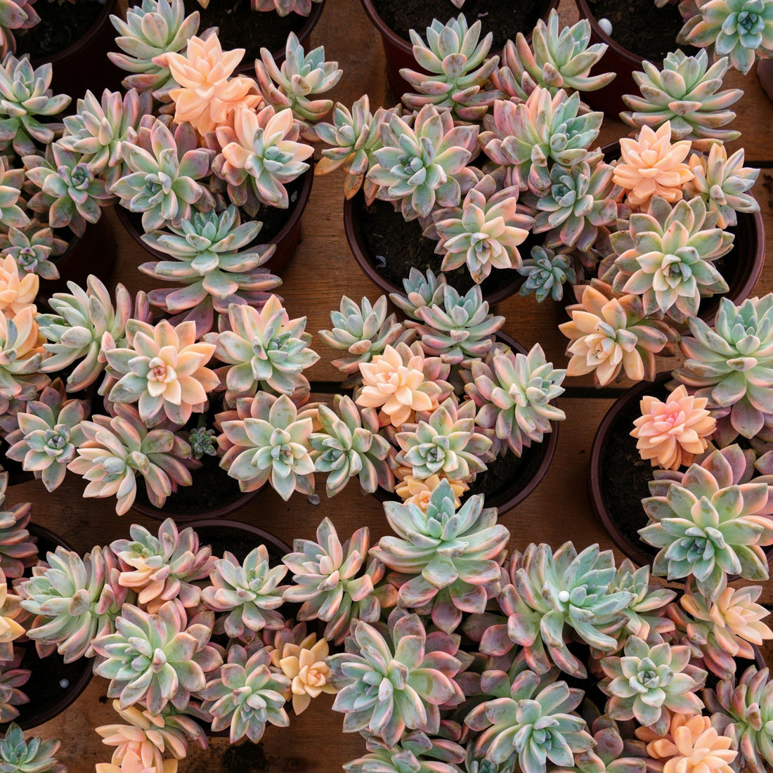 6'' Graptoveria Victor Kane Variegated, Rare Live Succulent Plants