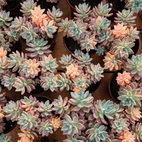 6'' Graptoveria Victor Kane Variegated, Rare Live Succulent Plants