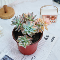 6'' Graptoveria Victor Kane Variegated, Rare Live Succulent Plants