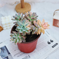6'' Graptoveria Victor Kane Variegated, Rare Live Succulent Plants