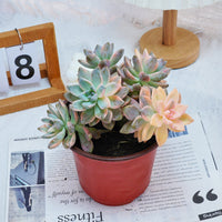 6'' Graptoveria Victor Kane Variegated, Rare Live Succulent Plants