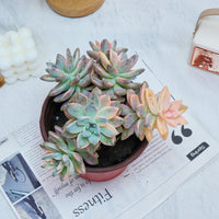 6'' Graptoveria Victor Kane Variegated, Rare Live Succulent Plants