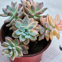 6'' Graptoveria Victor Kane Variegated, Rare Live Succulent Plants