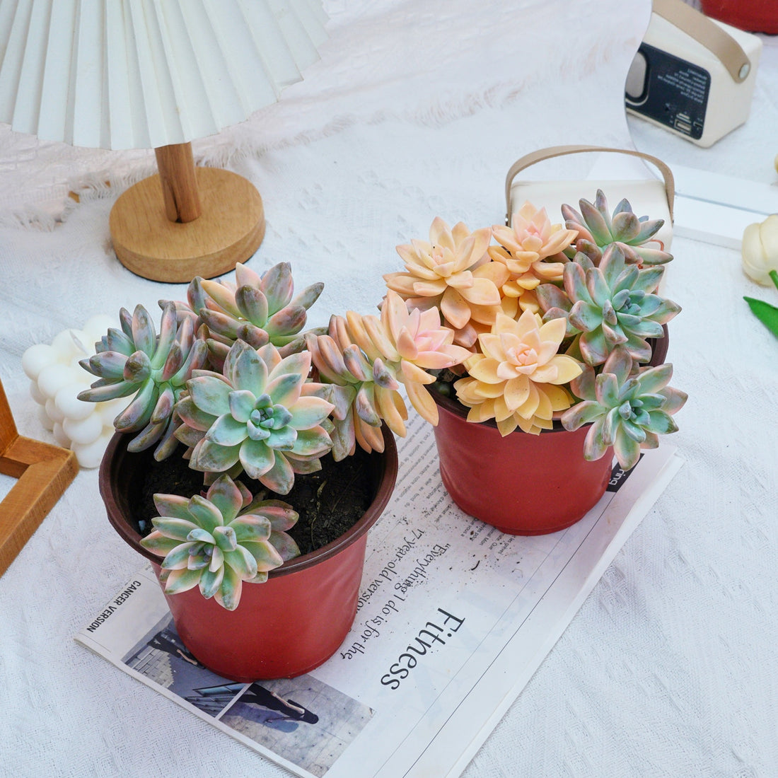 6'' Graptoveria Victor Kane Variegated, Rare Live Succulent Plants