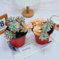 6'' Graptoveria Victor Kane Variegated, Rare Live Succulent Plants