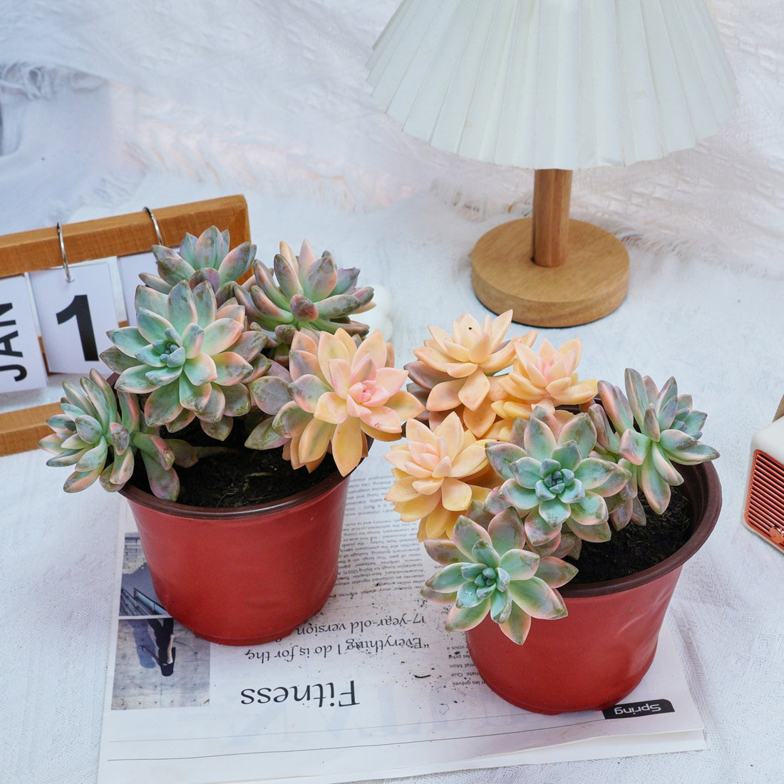 6'' Graptoveria Victor Kane Variegated, Rare Live Succulent Plants