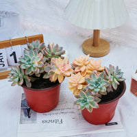 6'' Graptoveria Victor Kane Variegated, Rare Live Succulent Plants