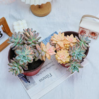 6'' Graptoveria Victor Kane Variegated, Rare Live Succulent Plants