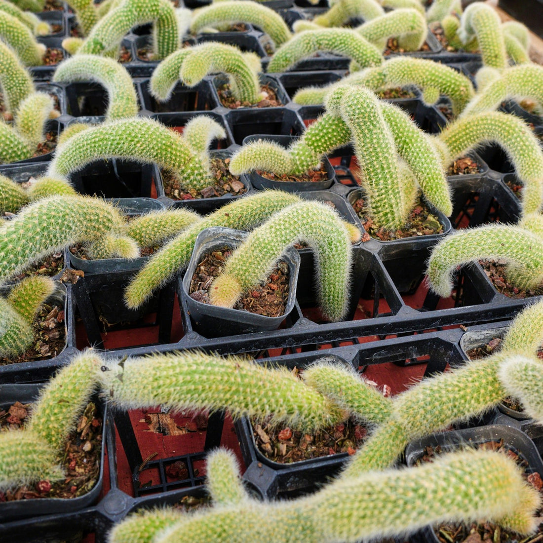 4'' Hildewintera Colademononis, Rare Live Succulent Plants