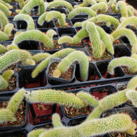 4'' Hildewintera Colademononis, Rare Live Succulent Plants
